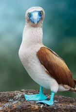 Force-E Scuba Centers Galapagos Liveaboard Adventure