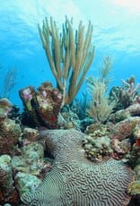 Force-E Scuba Centers Bonaire Trip