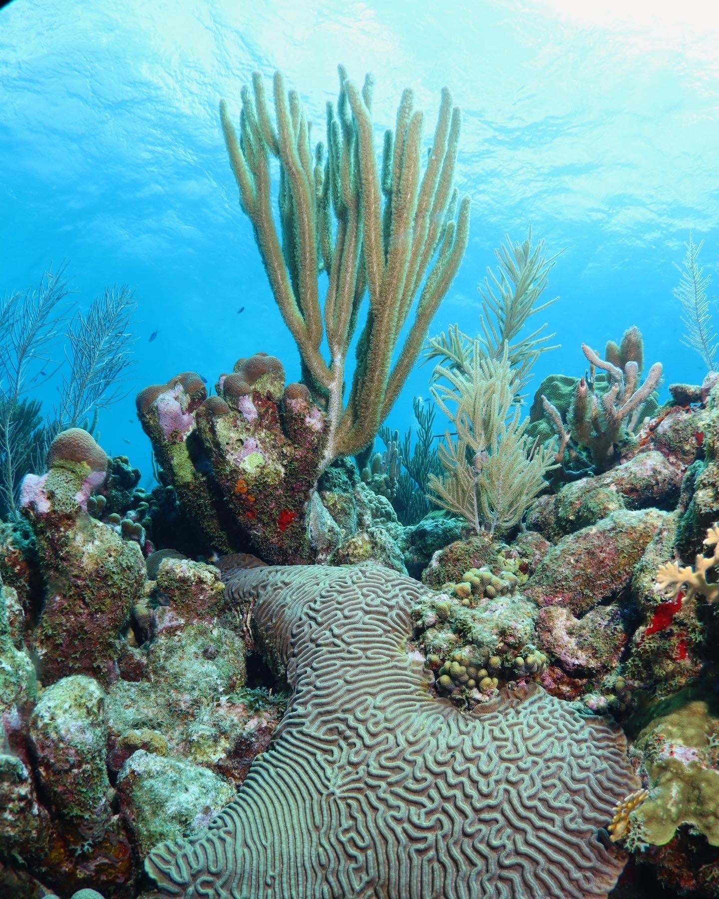 Force-E Scuba Centers Bonaire Trip
