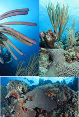 Force-E Scuba Centers Bonaire Trip