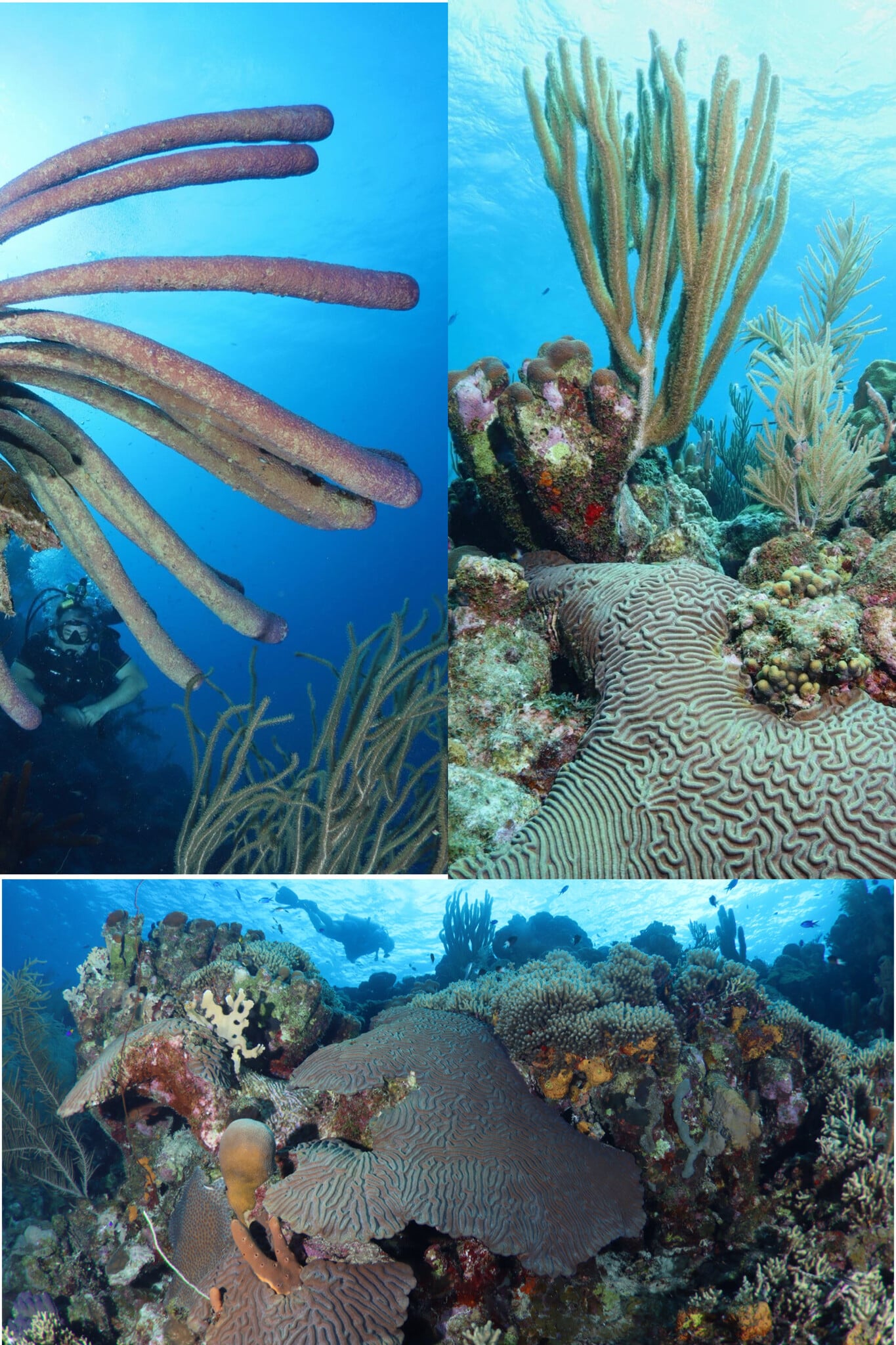 Force-E Scuba Centers Bonaire Trip