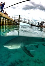 Force-E Scuba Centers Bimini Weekend Warrior Hammerhead Trip
