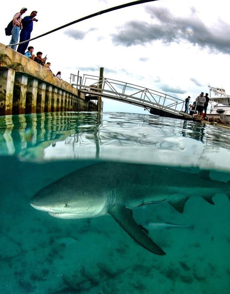Force-E Scuba Centers Bimini Weekend Warrior Hammerhead Trip