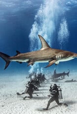 Force-E Scuba Centers Bimini Weekend Warrior Hammerhead Trip