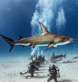 Force-E Scuba Centers Bimini Weekend Warrior Hammerhead Trip