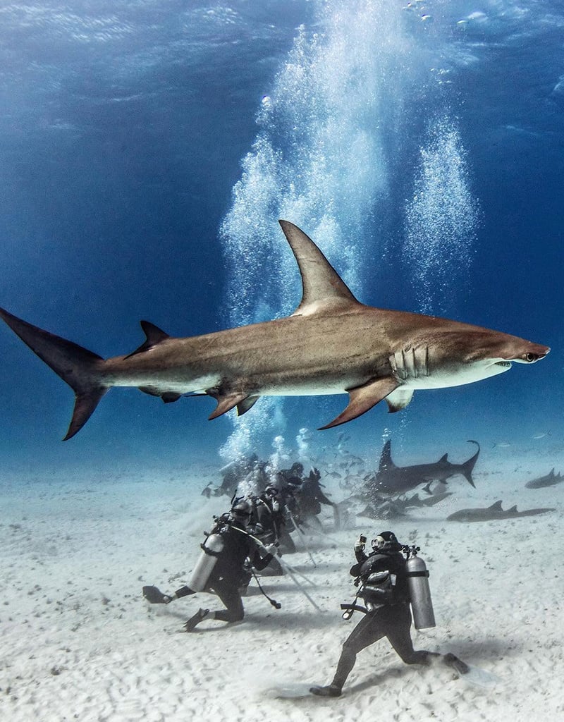 Force-E Scuba Centers Bimini Weekend Warrior Hammerhead Trip