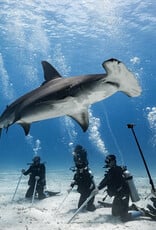 Force-E Scuba Centers Bimini Weekend Warrior Hammerhead Trip