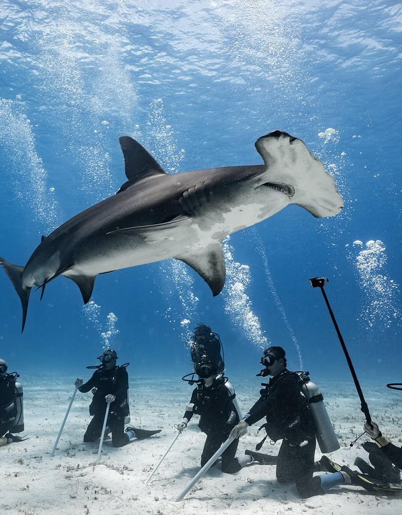 Force-E Scuba Centers Bimini Weekend Warrior Hammerhead Trip