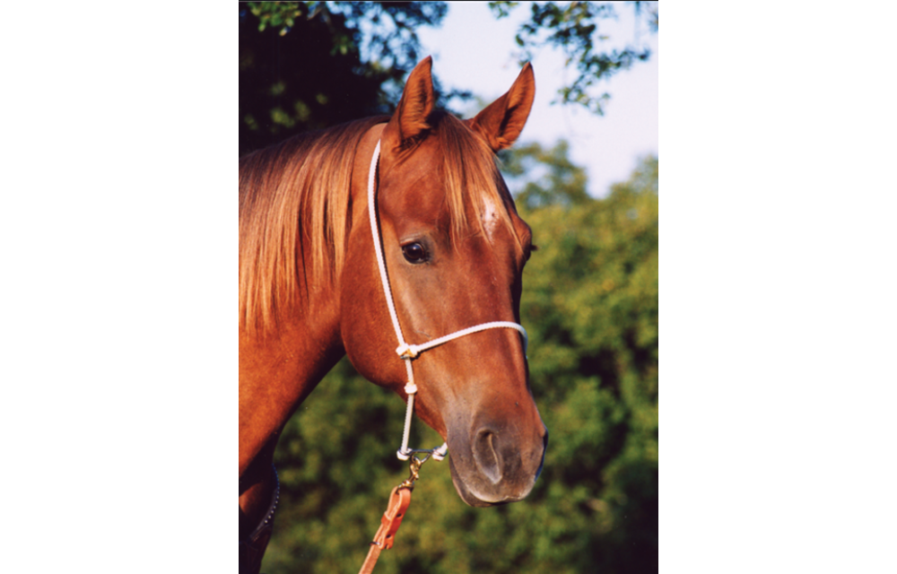 Martin Headsetter Tie Down Rope Htdr Corral Western Wear