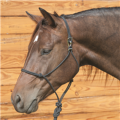Halters and Leads