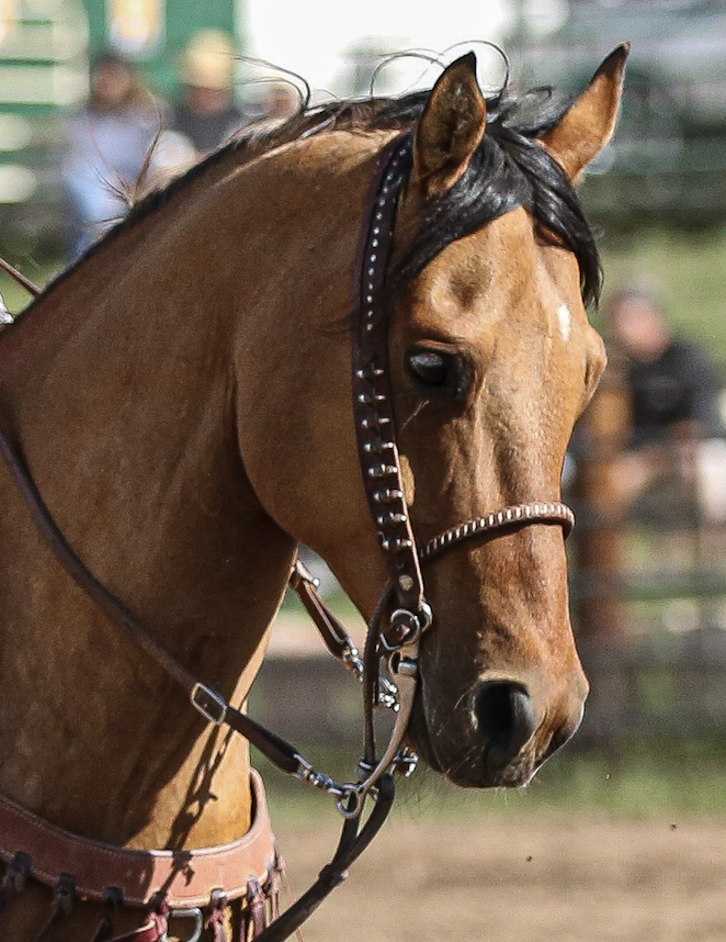 Nosebands and Tiedowns