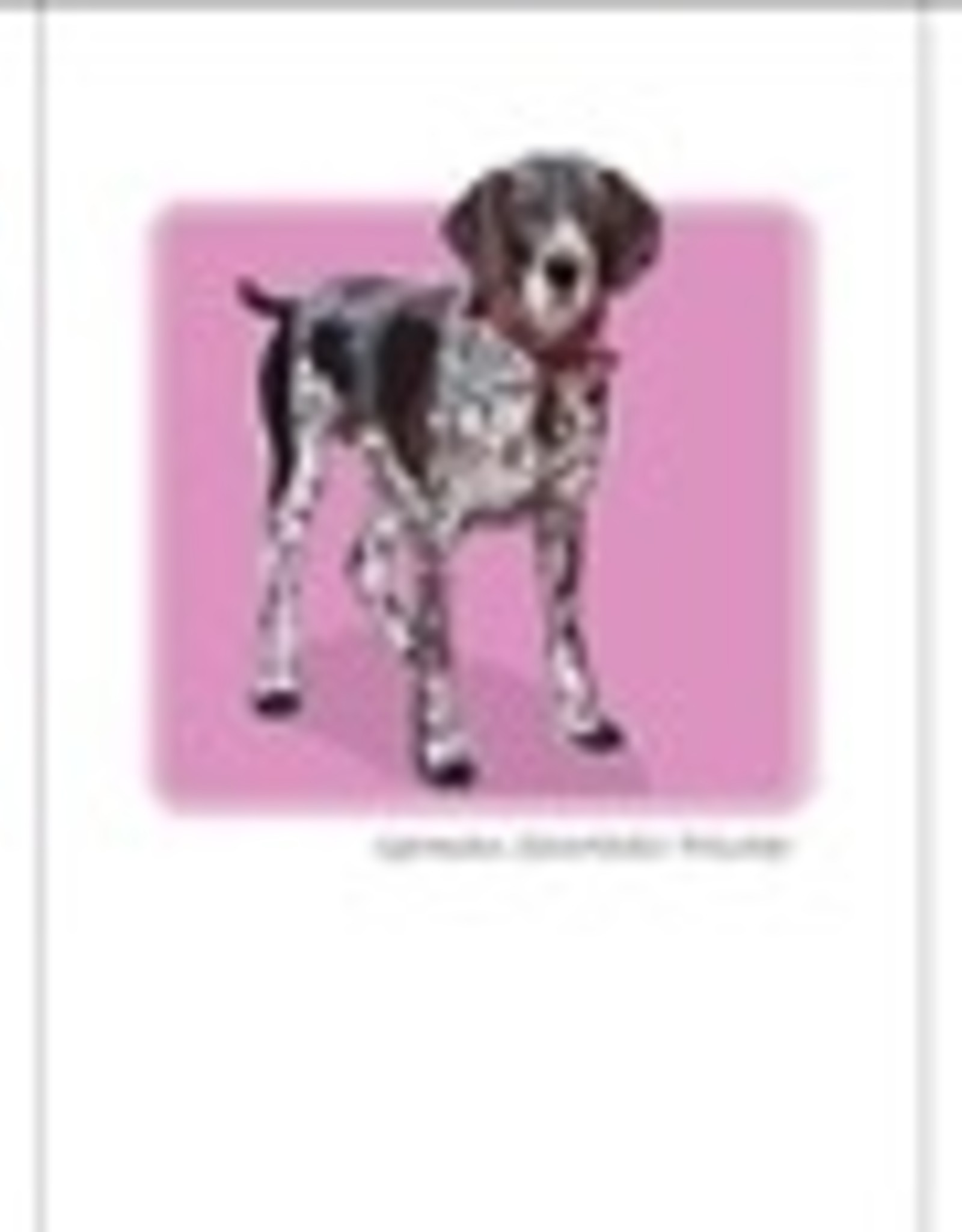 Paper Russells German Shorthair Pointer Notecards