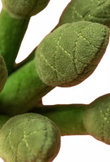 Jelly Cat Amuseables Asparagus