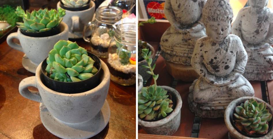 Succulents!!