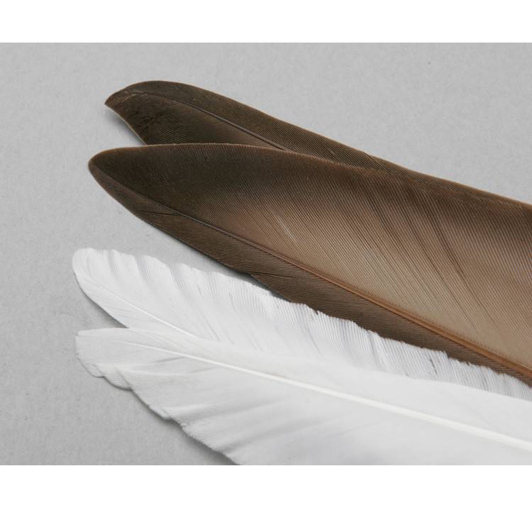Duck Quill, Fly Tying - Feathers & Hackle