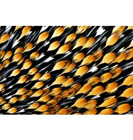 Hareline Dubbin Jungle Cock Eyes