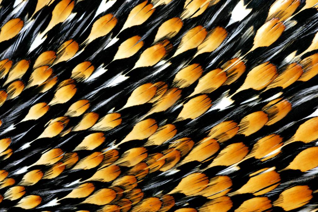 Hareline Dubbin Jungle Cock Eyes