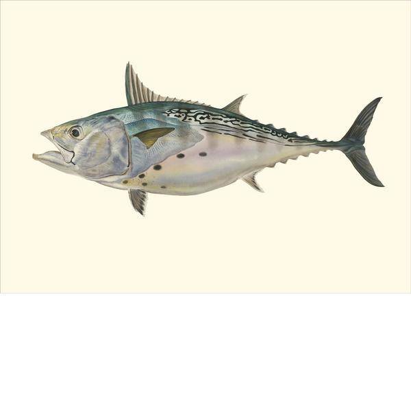 Saltwater Gamefish Card Set by Flick Ford