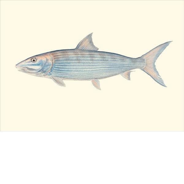 Saltwater Gamefish Card Set by Flick Ford