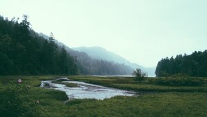 How to plant a lot of trees