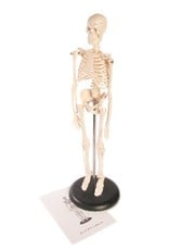 Just Sculpt Human Skeleton ~17" (42cm) Plastic