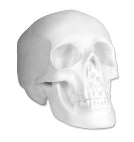 Sculpture House Plaster Skull (Human)