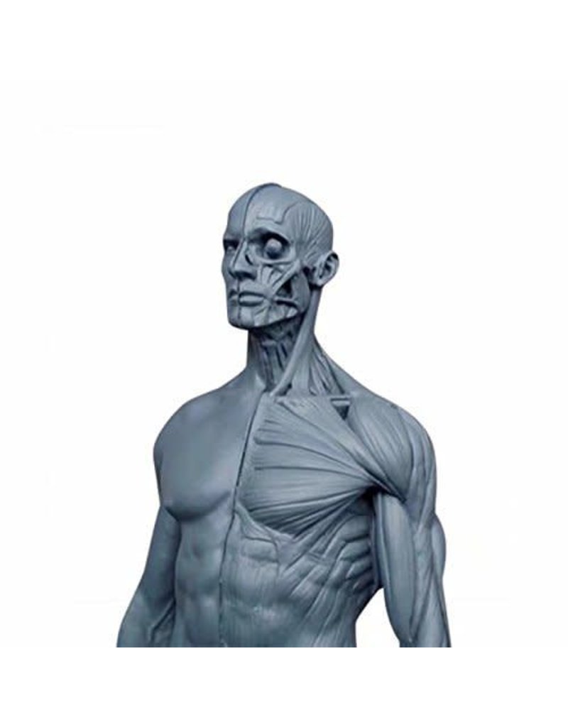 Just Sculpt Ecorche Male Figure 12in