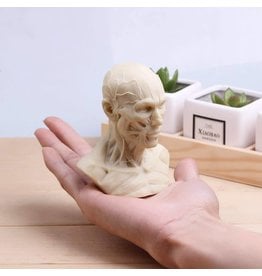 Just Sculpt Anatomical Bust Male 4in