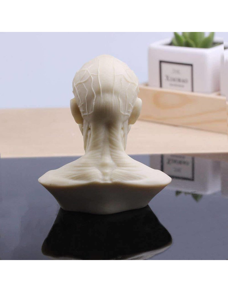 Finely defined Anatomical Bust - H 62 cm Anatomical bust finely