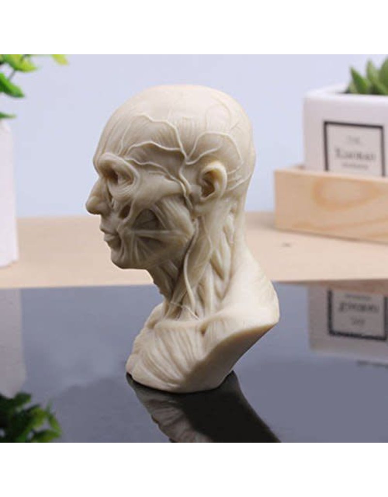 Just Sculpt Anatomical Bust Male 4in