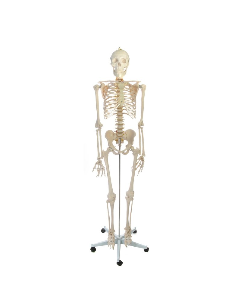 Just Sculpt Human Skeleton Life-size Plastic 66in