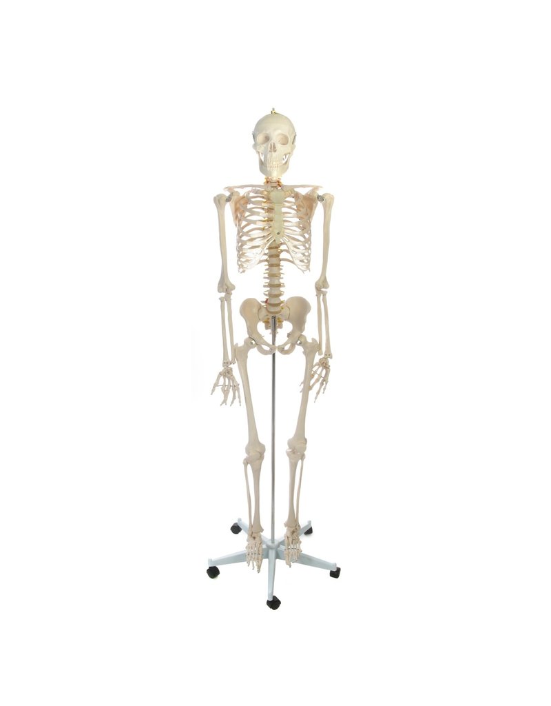 Human Skeleton Natural Size - Realityworks