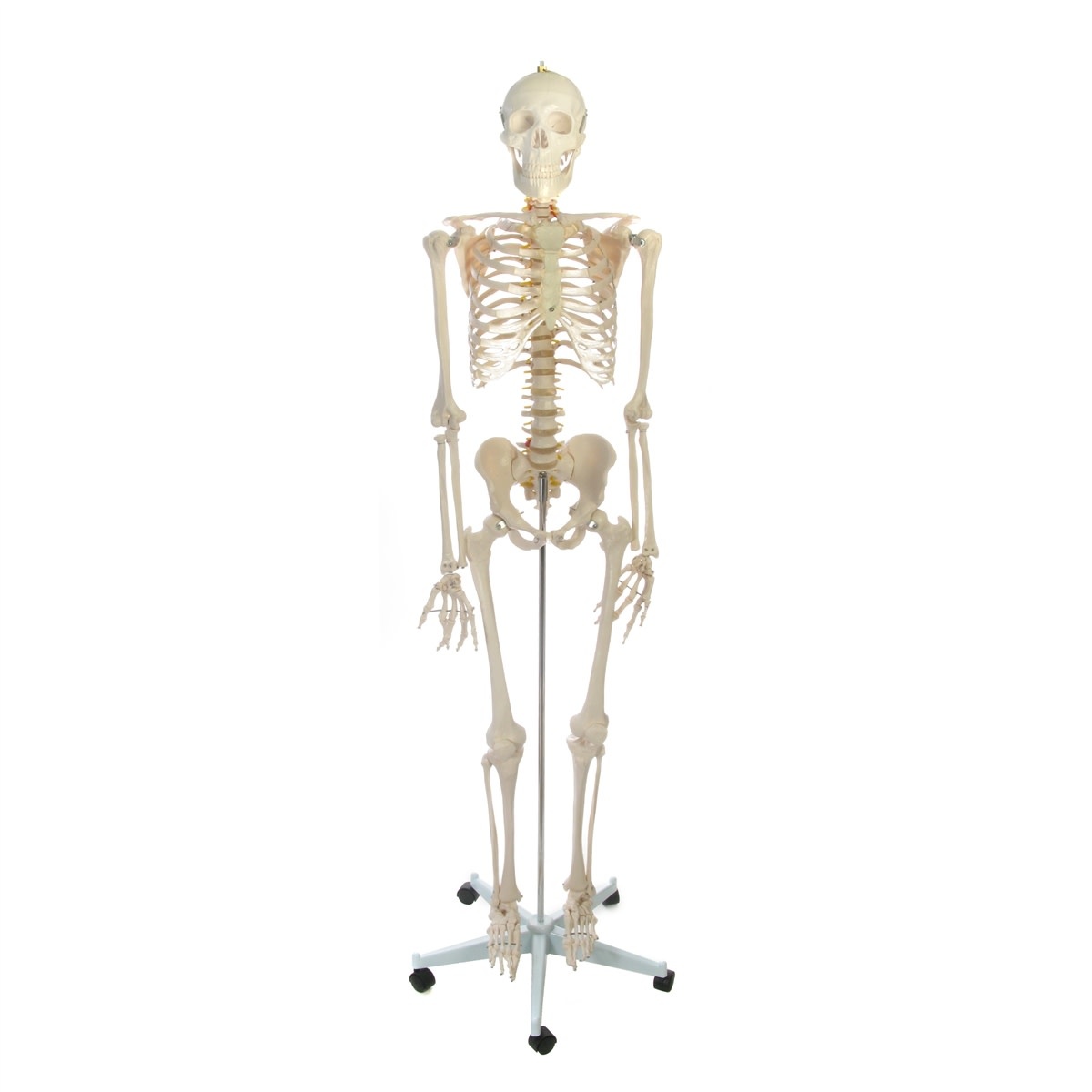 Human Skeleton Life Size Plastic 66in The Compleat Sculptor The Compleat Sculptor