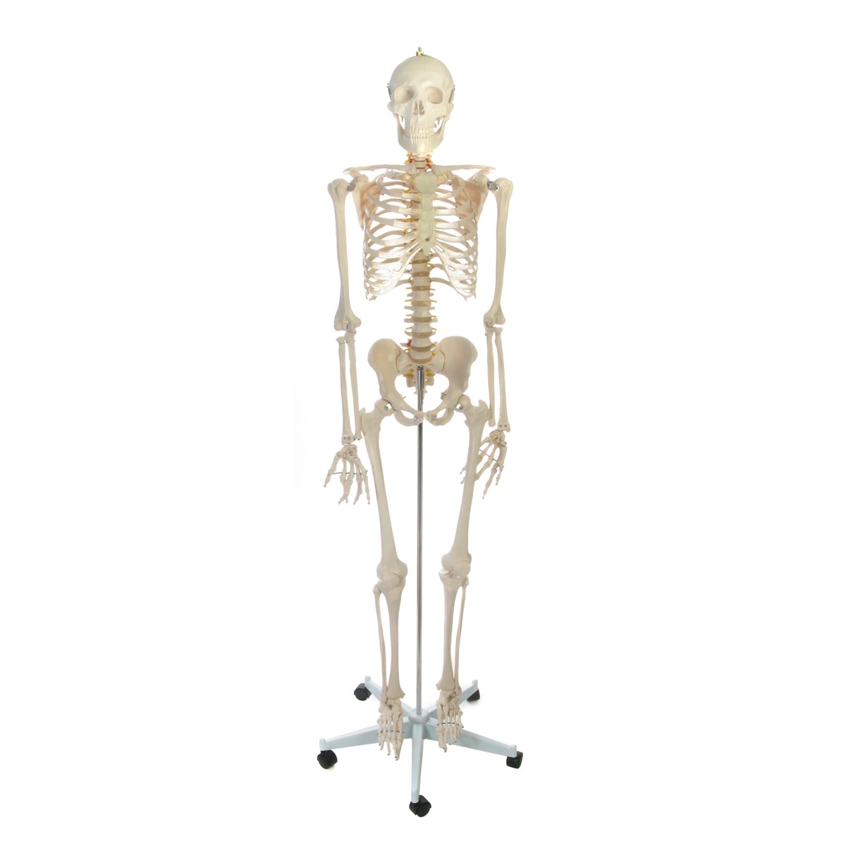 Human Skeleton Life size Plastic 66in The Compleat Sculptor The
