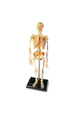 Learning Resources - Educational Insights Skeleton Anatomy Model