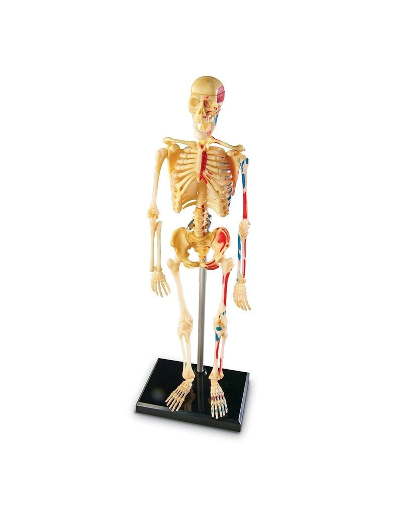 Learning Resources - Educational Insights Skeleton Anatomy Model