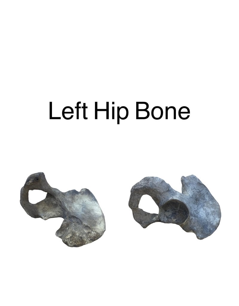 Baburka Cinema Crafts Hip Bone Replica Resin Left - The Compleat