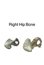 Baburka Cinema Crafts Hip Bone Replica Resin Right