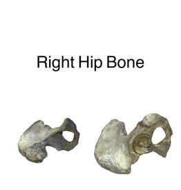 Baburka Cinema Crafts Hip Bone Replica Resin Right