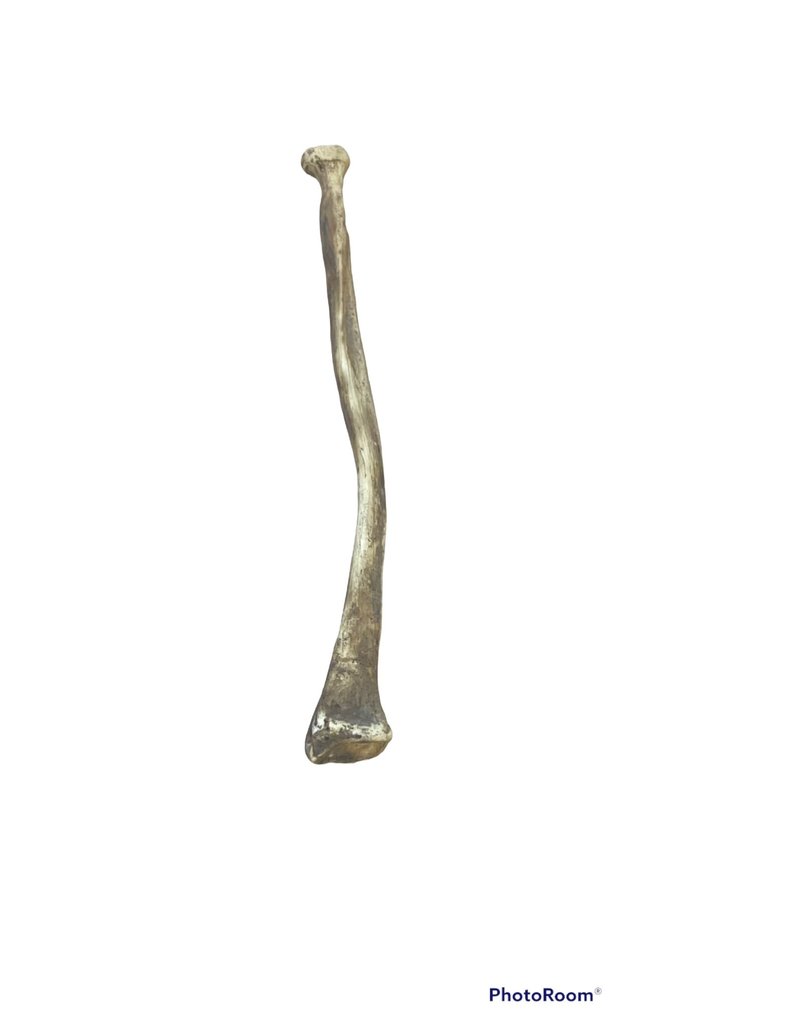 Baburka Cinema Crafts Arm Bone Replica Resin