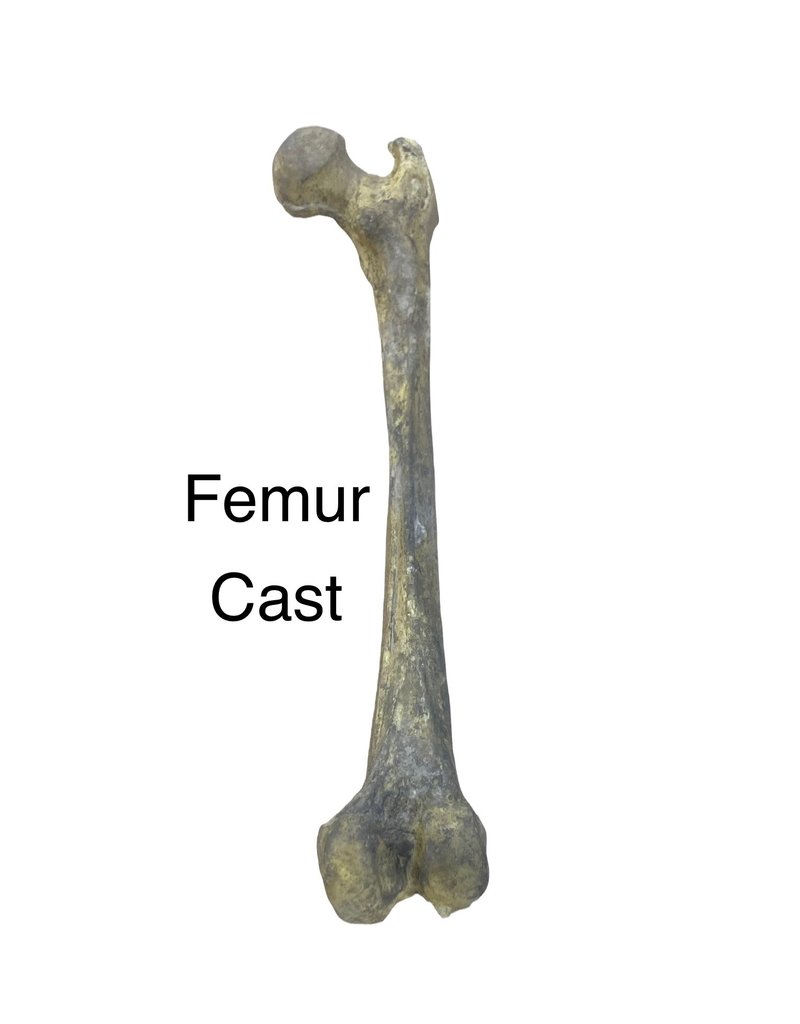 Baburka Cinema Crafts Femur Bone Replica Foam