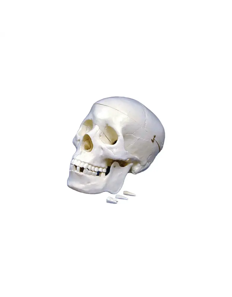 Just Sculpt Human Skull Lifesize Plastic