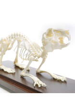 Just Sculpt Animal Skeletons