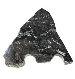 Stone 4lb Fossil Stone 7x10" #381022