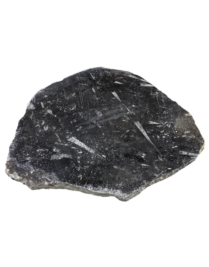 Stone 13lb Fossil Stone 14x16" #381020