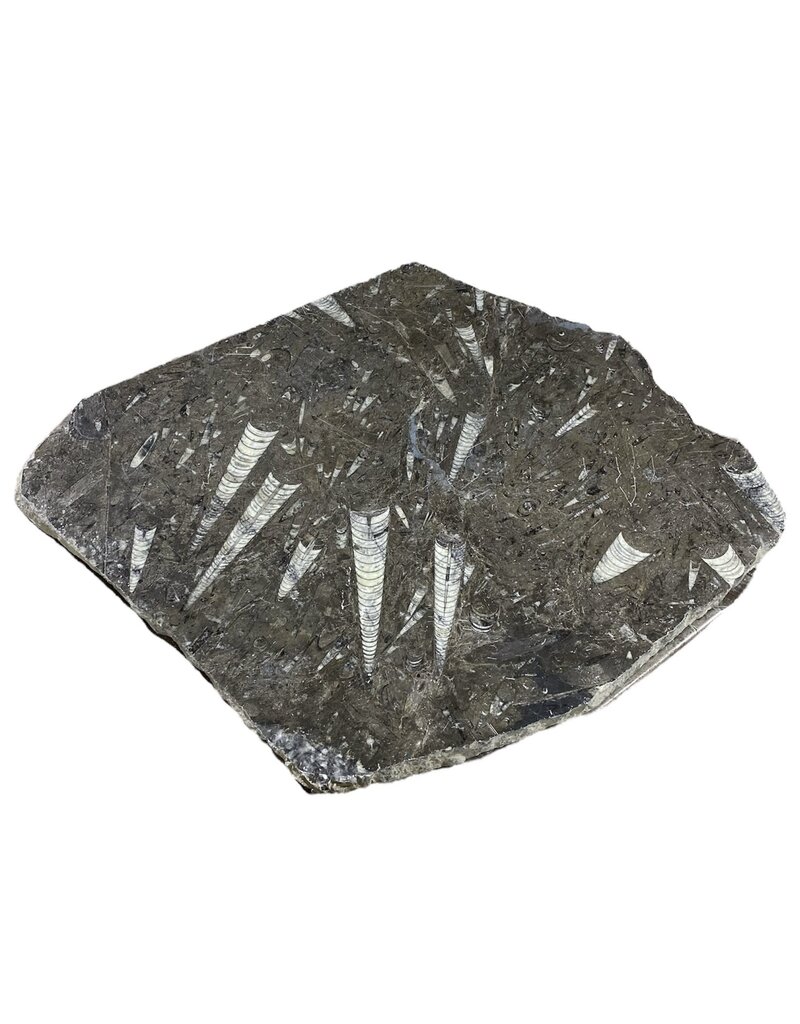 Stone 22lb Fossil Stone 17x18" #381018