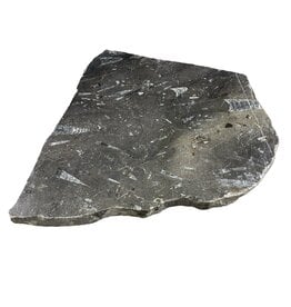 Stone 8lb Fossil Stone 10x11 #381025