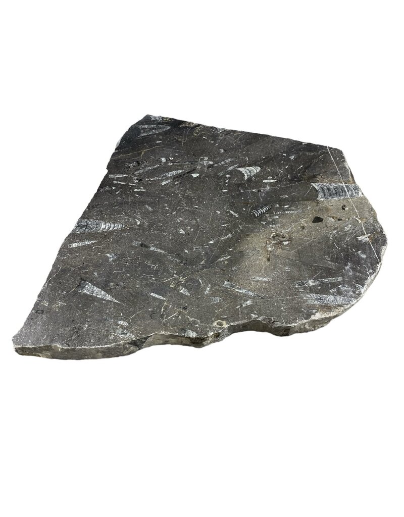 Stone 8lb Fossil Stone 10x11 #381025