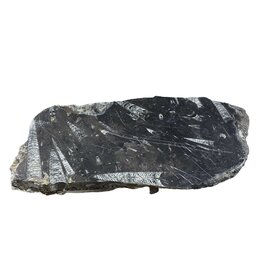 Stone 9lb Fossil Stone 9x16 #381024