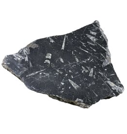 Stone 9lb Fossil Stone 12x14 #381029